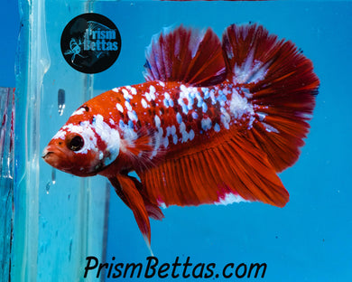 Galaxy Koi Halfmoon Plakat Male