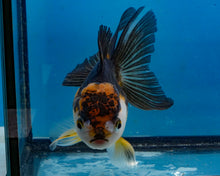 Load image into Gallery viewer, Apache Oranda Female (4.5inches) Imported in Thailand