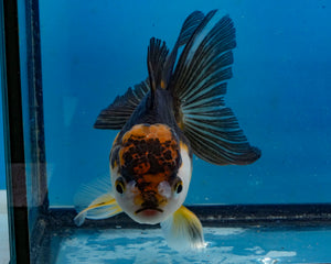 Apache Oranda Female (4.5inches) Imported in Thailand