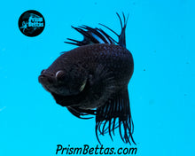 Load image into Gallery viewer, Black Orchid Crowntail Female