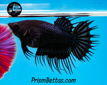 Load image into Gallery viewer, Black Orchid Crowntail Female