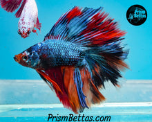 Load image into Gallery viewer, Marble Doubletail Halfmoon Male