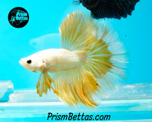 Load image into Gallery viewer, Gold Dragon Rosetail Halfmoon Male