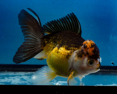 Apache Oranda Female (4.5inches) Imported in Thailand