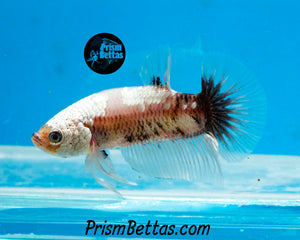 Platinum Samurai Halfmoon Plakat Male