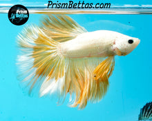 Load image into Gallery viewer, Gold Dragon Rosetail Halfmoon Male