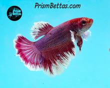 Load image into Gallery viewer, Purple Salamander Halfmoon Female