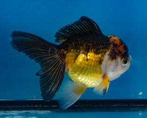 Apache Oranda Female (4.5inches) Imported in Thailand