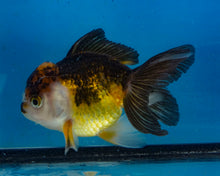 Load image into Gallery viewer, Apache Oranda Female (4.5inches) Imported in Thailand