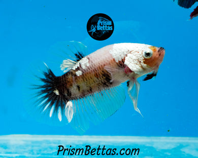 Platinum Samurai Halfmoon Plakat Male