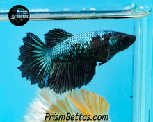 Load image into Gallery viewer, Blacklight Marble Rosetail Halfmoon Female