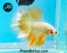 Load image into Gallery viewer, Gold Dragon Rosetail Halfmoon Male