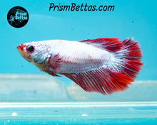 Load image into Gallery viewer, Red Dragon Halfmoon Female