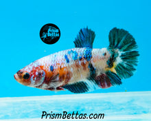 Load image into Gallery viewer, Marble Halfmoon Plakat Female