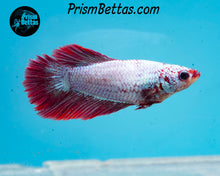Load image into Gallery viewer, Red Dragon Halfmoon Female