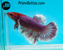 Load image into Gallery viewer, Purple Salamander Halfmoon Female