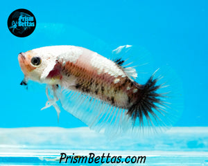 Platinum Samurai Halfmoon Plakat Male