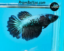 Load image into Gallery viewer, Blacklight Marble Rosetail Halfmoon Female