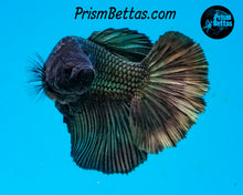 Load image into Gallery viewer, Copper Halfmoon Female