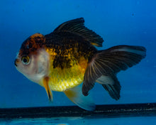 Load image into Gallery viewer, Apache Oranda Female (4.5inches) Imported in Thailand