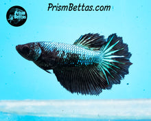 Load image into Gallery viewer, Blacklight Marble Rosetail Halfmoon Female
