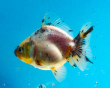 Load image into Gallery viewer, Tricolor Shogun Godzilla Oranda (2.5-3 inches) Imported from Thailand