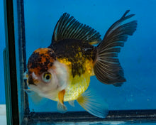 Load image into Gallery viewer, Apache Oranda Female (4.5inches) Imported in Thailand