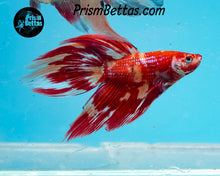 Load image into Gallery viewer, Candy Koi Veiltail Male