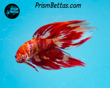 Load image into Gallery viewer, Candy Koi Veiltail Male