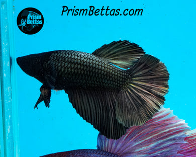 Copper Halfmoon Female