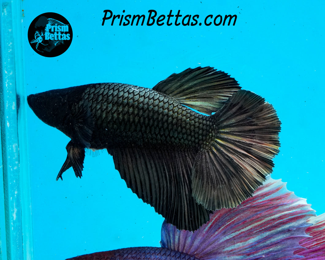 Copper Halfmoon Female
