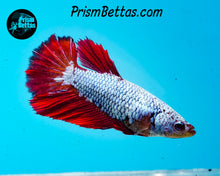Load image into Gallery viewer, Red/blue Dragon Halfmoon Female