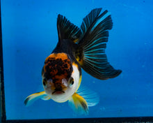 Load image into Gallery viewer, Apache Oranda Female (4.5inches) Imported in Thailand