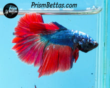 Load image into Gallery viewer, Red/blue Dragon Halfmoon Male