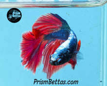 Load image into Gallery viewer, Red/blue Dragon Halfmoon Male