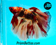 Load image into Gallery viewer, Candy Koi Halfmoon Male