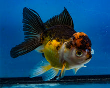 Load image into Gallery viewer, Apache Oranda Female (4.5inches) Imported in Thailand