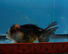 Load image into Gallery viewer, Apache Oranda Female (4.5inches) Imported in Thailand