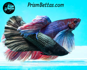 Copper Halfmoon Female