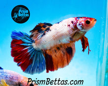 Load image into Gallery viewer, Rainbow Marble Halfmoon Female *BIG FINS*