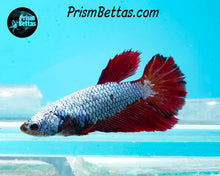 Load image into Gallery viewer, Red/blue Dragon Halfmoon Female