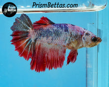 Load image into Gallery viewer, Marble Halfmoon Female