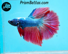 Load image into Gallery viewer, Red/blue Dragon Halfmoon Male
