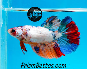 Rainbow Marble Halfmoon Female *BIG FINS*