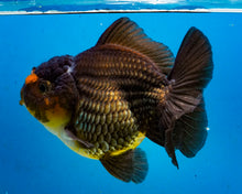 Load image into Gallery viewer, Apache Godzilla Oranda Male (4 inches) Imported in Thailand