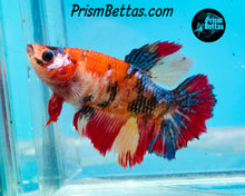 Load image into Gallery viewer, Candy Koi Halfmoon Female