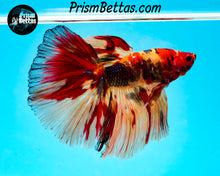 Load image into Gallery viewer, Candy Koi Halfmoon Male