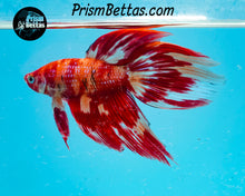 Load image into Gallery viewer, Candy Koi Veiltail Male