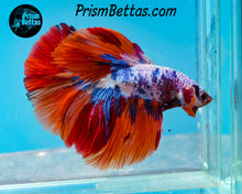 Load image into Gallery viewer, Rainbow Marble Halfmoon Male