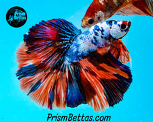 Load image into Gallery viewer, Rainbow Marble Halfmoon Male